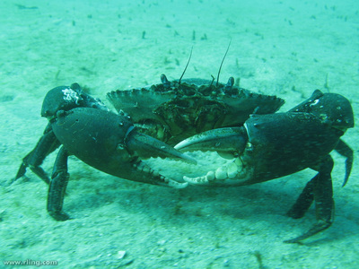 crab mud reef biotic barrier great decomposers crabs coral scylla serrata consumers flickr factors weebly